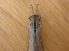 Heoclisis fundata
