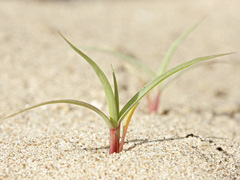 Cenchrus longispinus