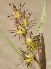 Cenchrus longispinus