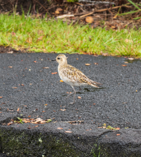 Pluvialis fulva observed 2026-02-28