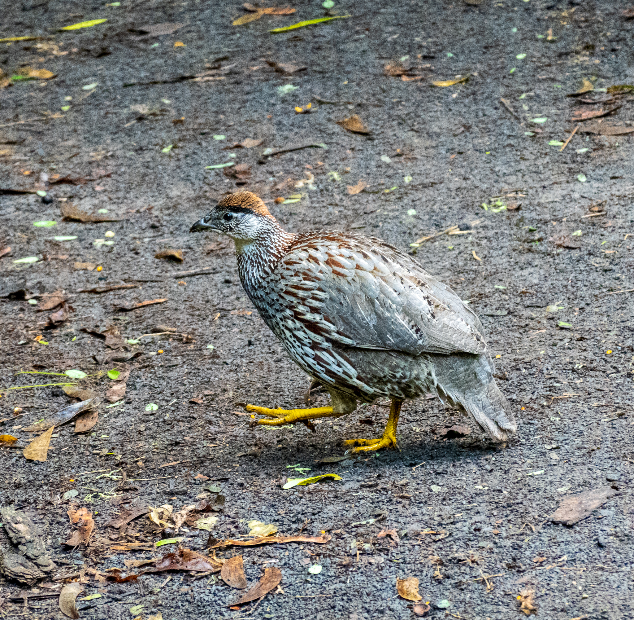 Erckel's Spurfowl (Pternistis erckelii), photo 3