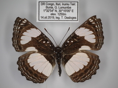 Neptis serena serena