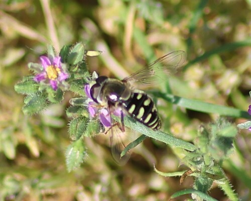 Unknown species found near Fresno County, US-CA, US