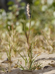 Cenchrus longispinus
