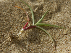 Cenchrus longispinus