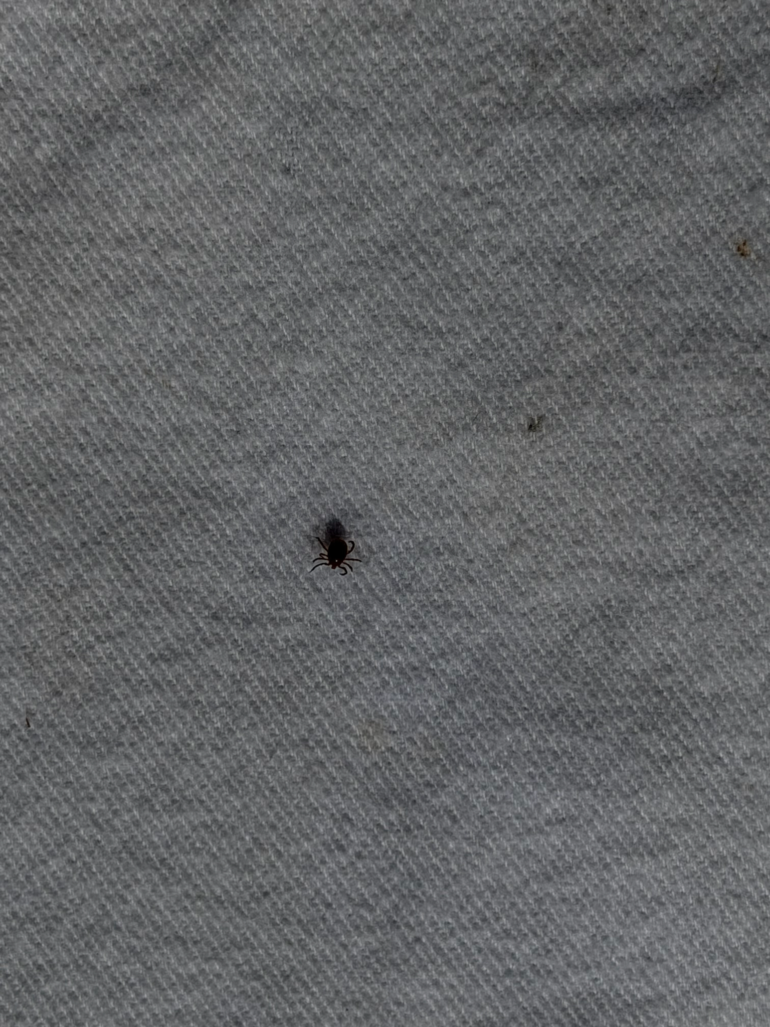 Amblyomma americanum Linnaeus, 1758