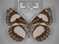 Neptis serena serena