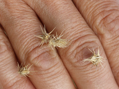 Cenchrus longispinus