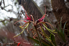 Hippeastrum cybister