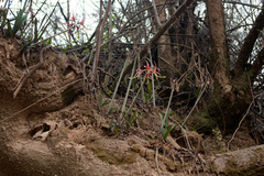 Hippeastrum cybister