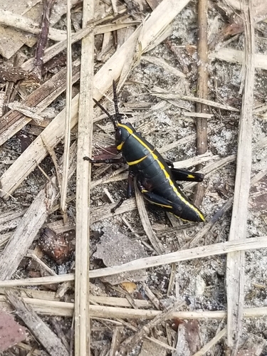 Eastern lubber grasshopper