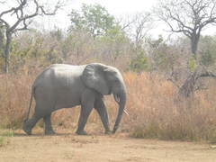 Loxodonta