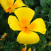 Eschscholzia - Photo (c) Teemu Lehtinen, some rights reserved (CC BY)