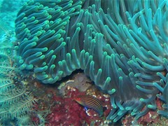 Pseudocheilinus hexataenia