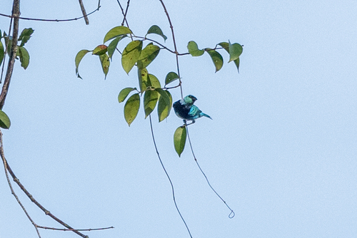 Masked Tanager (Stilpnia nigrocincta), photo 10