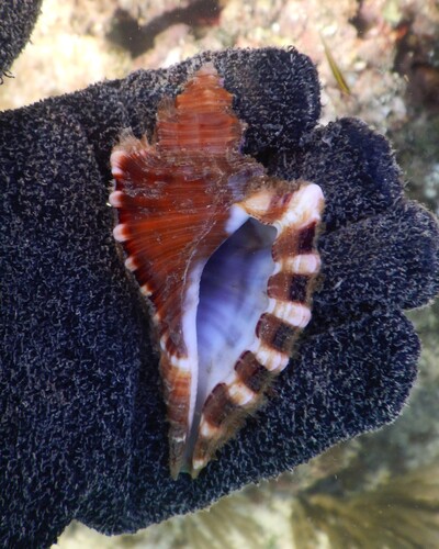 Cymatium femorale observed 2026-02-13