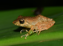 Pristimantis palmeri