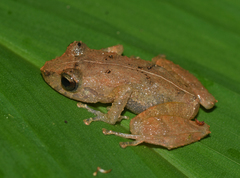 Pristimantis palmeri