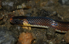 Atractus lehmanni