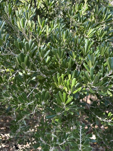 Wash Wood (Jacquinia keyensis)
