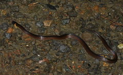 Atractus lehmanni