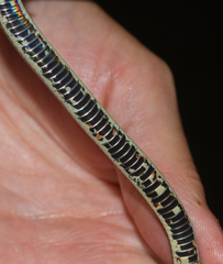 Atractus lehmanni