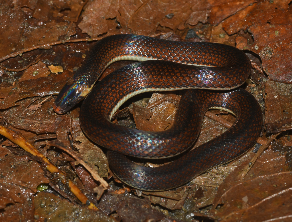 Systematic review of the polychromatic ground snakes Atractus
