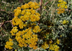 Helichrysum rutilans