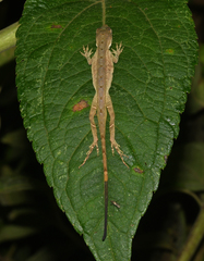 Anolis antonii