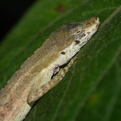 Anolis antonii