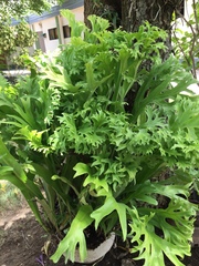 Microsorum punctatum