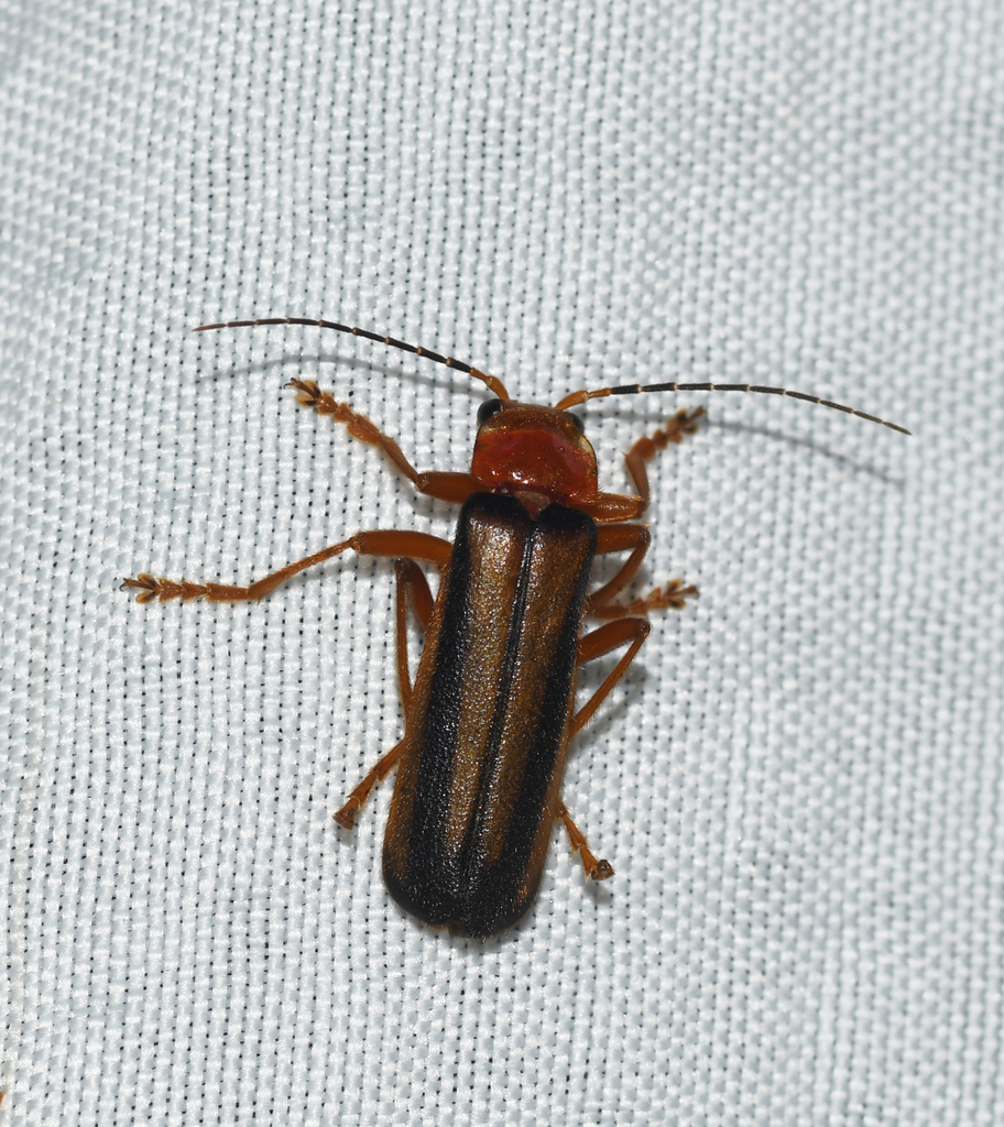 Discodon bogotense