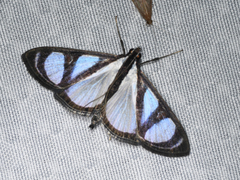 Glyphodes extorris