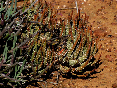 Tulista pumila (L.) G.D.Rowley