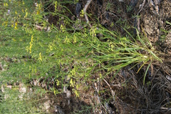 Bupleurum scorzonerifolium