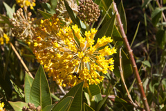 Asclepias barjoniifolia