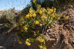 Asclepias barjoniifolia