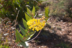 Asclepias barjoniifolia