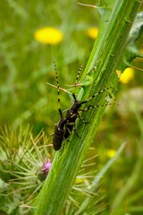 Agapanthia annularis