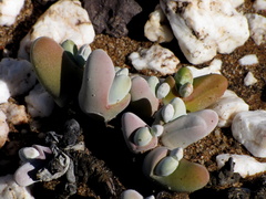 Gibbaeum pubescens