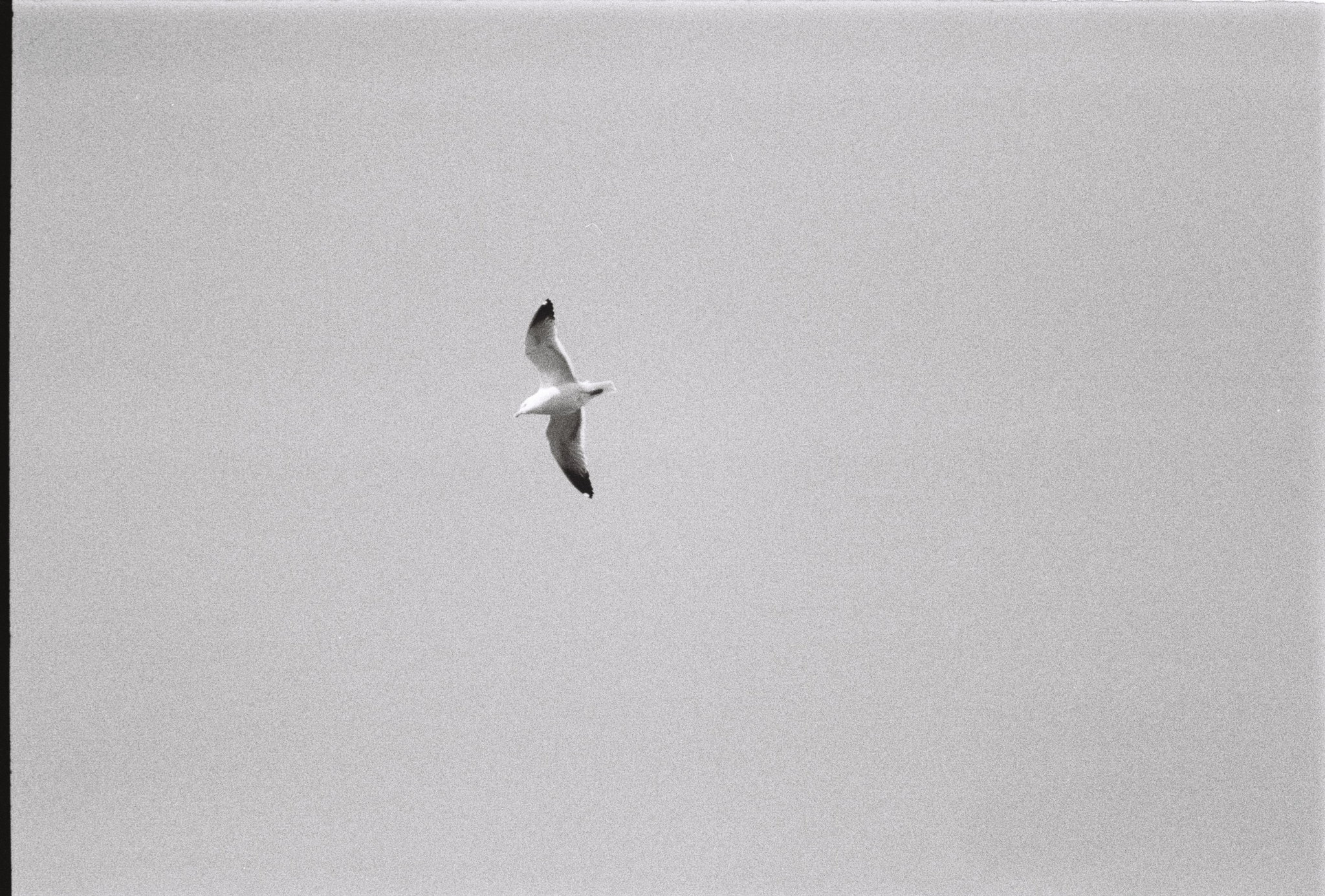 Armenian Gull (Larus armenicus), photo 10