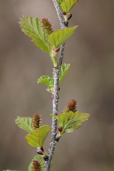 Betula humilis