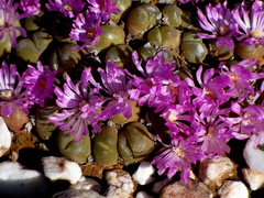 Gibbaeum nuciforme