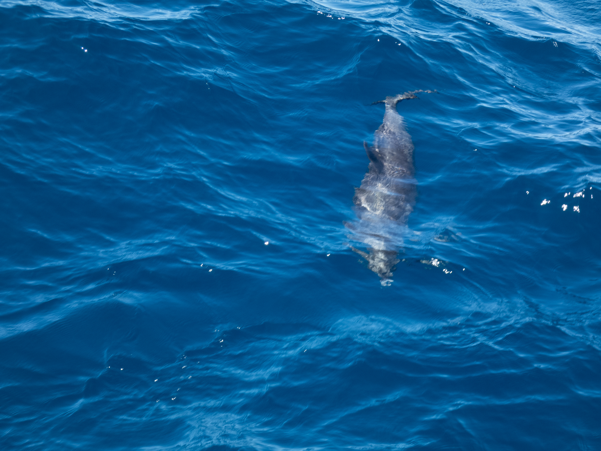 Stenella frontalis