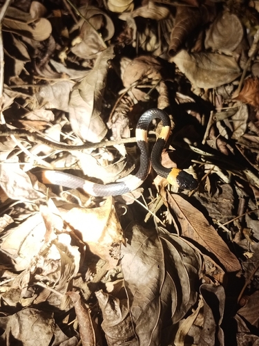 Snail-eating Thirst Snake