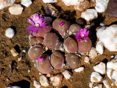 Gibbaeum nuciforme