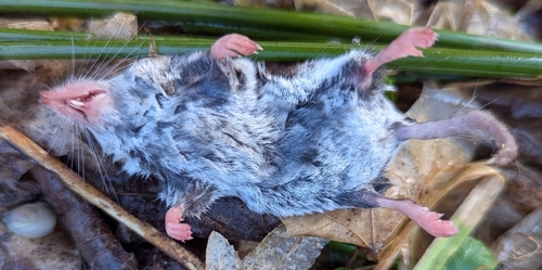Bicolored Shrew