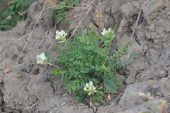Oxytropis leucantha