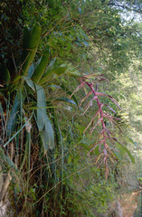 Tillandsia australis