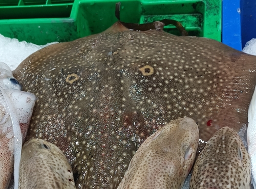 Rough ray (Raja radula) — Rajidae — 3